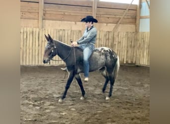 Mula, Valack, 5 år, 147 cm