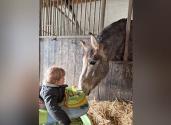 Mula, Valack, 7 år, 163 cm, Grå-blå-brun