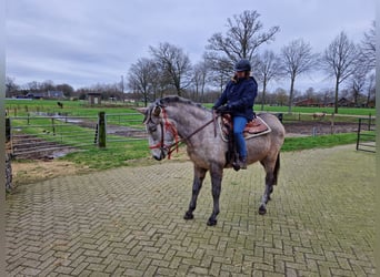 Mula, Valack, 7 år, 163 cm, Grå-blå-brun