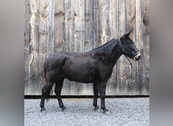 Mula, Valack, 9 år, 142 cm, Svart