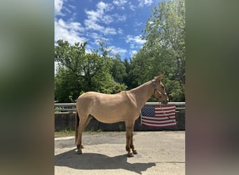 Mule, Gelding, 10 years, 14,1 hh, Dun