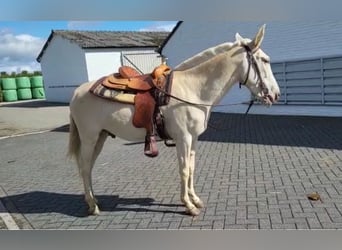 Mule, Gelding, 10 years, 14,2 hh, Cremello