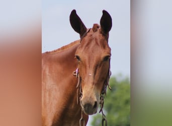 Mule, Gelding, 10 years, 14,2 hh, Sorrel