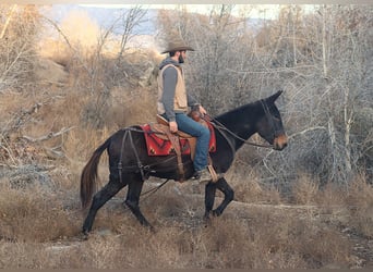 Mule, Gelding, 10 years, 14,3 hh, Black