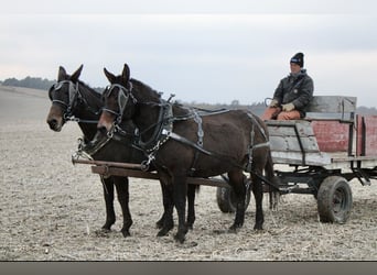 Mule, Gelding, 10 years, 14 hh, Bay-Dark