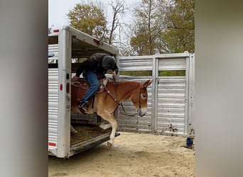 Mule, Gelding, 10 years, 14 hh, Sorrel