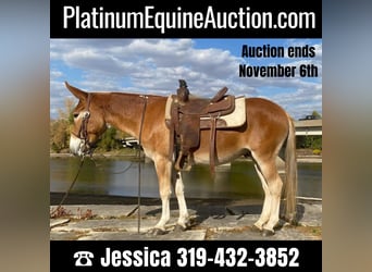 Mule, Gelding, 10 years, 14 hh, Sorrel
