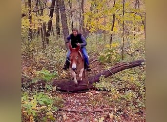 Mule, Gelding, 10 years, 14 hh, Sorrel