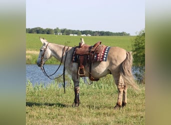 Mule, Gelding, 10 years, 14,2 hh, Dun