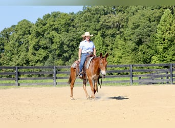 Mule, Gelding, 10 years, 14,3 hh, Sorrel