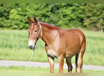 Mule, Gelding, 10 years, 14,3 hh, Sorrel