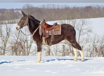 Mule, Gelding, 10 years, 15,2 hh, Bay