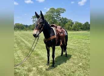 Mule, Gelding, 10 years, 15.2 hh, Black
