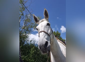 Mule, Gelding, 10 years, 15,2 hh, Gray