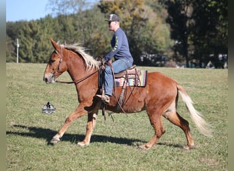 Mule, Gelding, 10 years, 15 hh