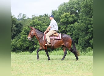 Mule, Gelding, 10 years, 15,2 hh, Bay
