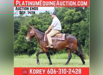 Mule, Gelding, 10 years, 15,2 hh, Bay