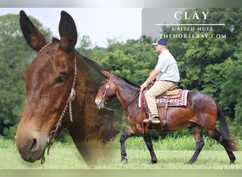 Mule Mix, Gelding, 10 years, 15,2 hh, Bay