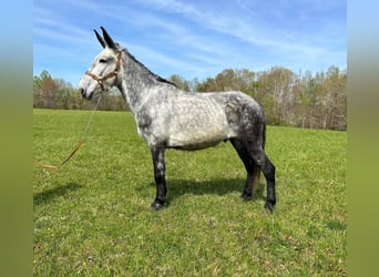 Mule, Gelding, 10 years, 16,2 hh, Gray