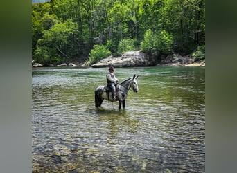 Mule, Gelding, 10 years, 16,2 hh, Gray