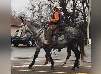 Mule, Gelding, 10 years, 16,2 hh, Gray