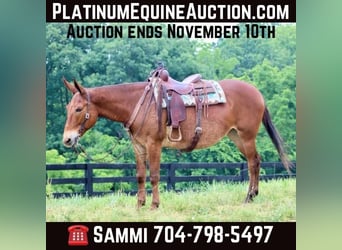 Mule, Gelding, 10 years, 16 hh, Chestnut