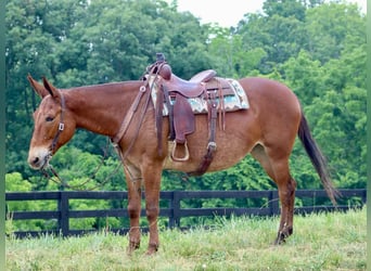 Mule, Gelding, 10 years, 16 hh, Chestnut