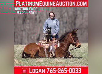 Mule, Gelding, 10 years, Dun