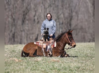 Mule, Gelding, 10 years, Dun