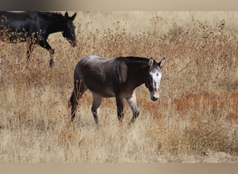 Mule, Gelding, 11 years, 12.2 hh, Roan-Bay