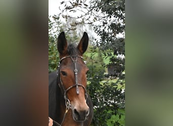 Mule, Gelding, 11 years, 13.3 hh, Brown
