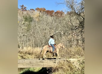 Mule, Gelding, 11 years, 13 hh, Dun