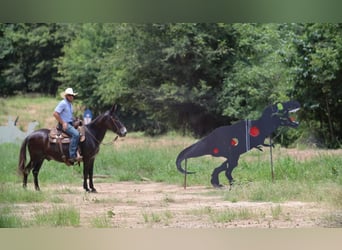 Mule, Gelding, 11 years, 14.1 hh, Black