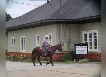 Mule, Gelding, 11 years, 14.1 hh, Black