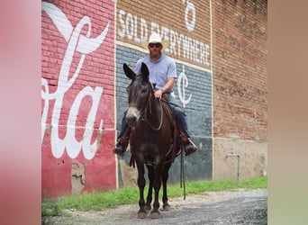 Mule, Gelding, 11 years, 14.1 hh, Black