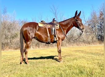 Mule, Gelding, 11 years, 14,1 hh, Chestnut