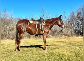 Mule, Gelding, 11 years, 14,1 hh, Chestnut