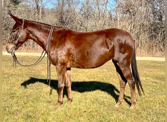 Mule, Gelding, 11 years, 14,1 hh, Chestnut