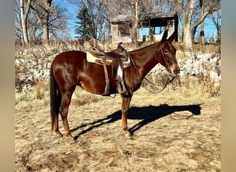 Mule, Gelding, 11 years, 14,1 hh, Chestnut