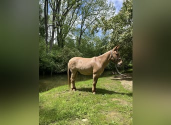 Mule, Gelding, 11 years, 14.1 hh, Dun