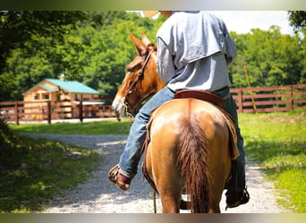 Mule, Gelding, 11 years, 14.2 hh, Red Dun