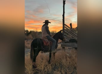 Mule, Gelding, 11 years, 14.3 hh, Black