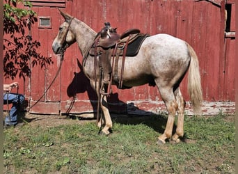 Mule, Gelding, 11 years, 14,3 hh, Roan-Red