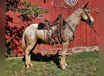 Mule, Gelding, 11 years, 14,3 hh, Roan-Red