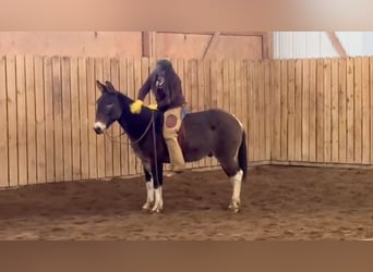 Mule, Gelding, 11 years, 14 hh