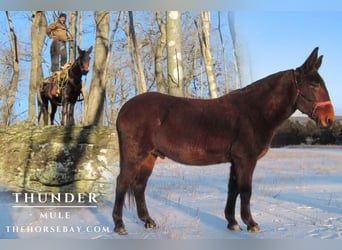 Mule, Gelding, 11 years, 14,2 hh, Bay