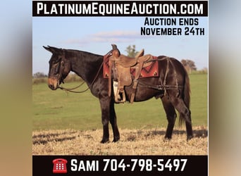 Mule, Gelding, 11 years, 14,3 hh, Black