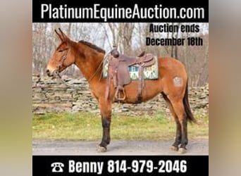 Mule, Gelding, 11 years, 14,3 hh, Dun