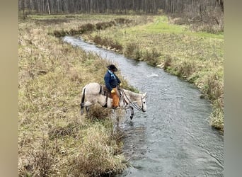 Mule, Gelding, 11 years, 15.1 hh, Gray