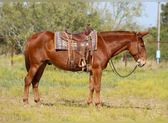 Mule, Gelding, 11 years, 15.1 hh, Sorrel